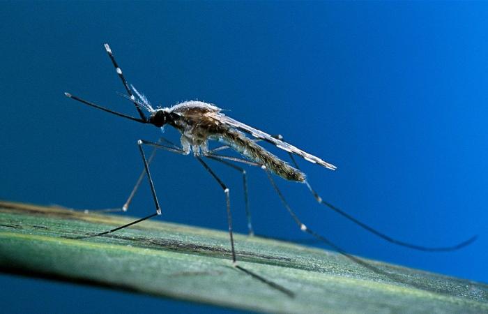 مفاجأة.. دواء لاضطرابات الدم يفتح أفقاً جديداً لعلاج الملاريا الشديدة!