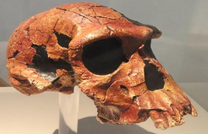 اكتشاف هيكل عظمي لـ"هومو هابيليس" في كينيا