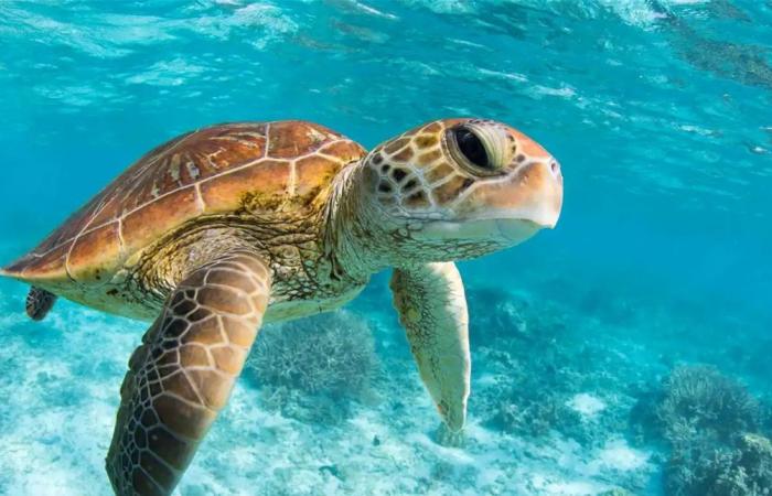 كانت في طريقها لـ"الطهي".. إنقاذ سلحفاة نادرة من يد تجار الأسماك في مصر