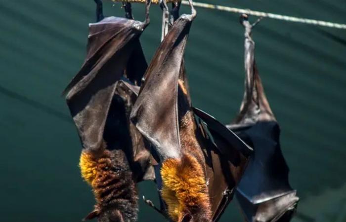 يشبه الإنفلونزا وتنقله الخفافيش.. فيروس "نيباه" القاتل يعود مجددا