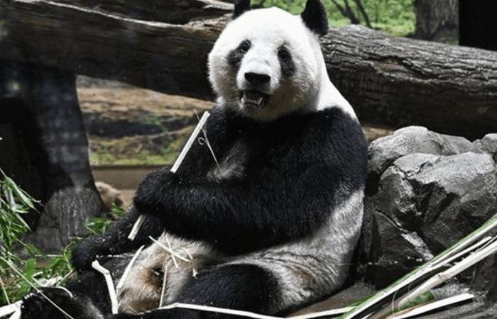 للمرة الأولى منذ نصف قرن.. اليابان من دون حيوان الباندا