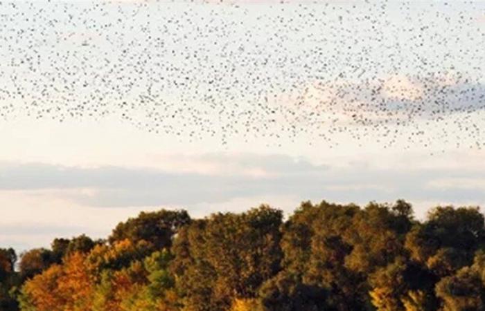 "تشرنوبيل الكيميائية".. 26 عاماً على كارثة السيانيد التي قتلت "روح" نهر تيسا