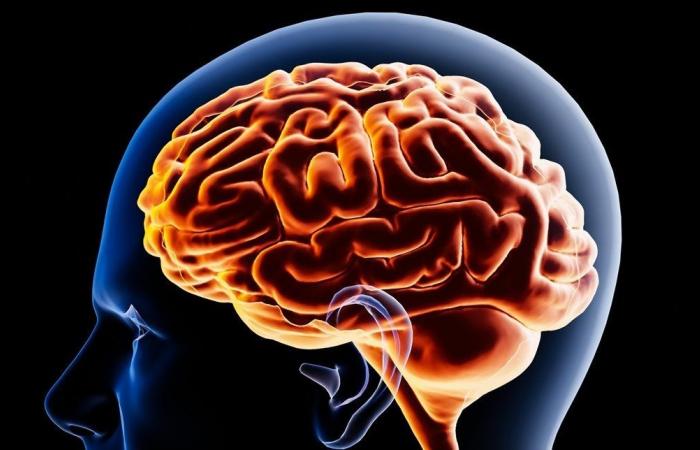 آخر دراسة عن الدماغ.. إليكم تفاصيلها المهمة