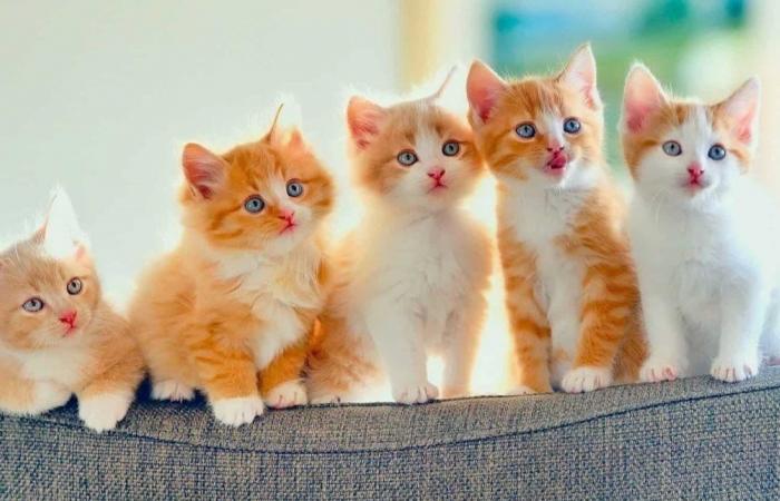 نفوق 26 قطة إثر حريق اندلع في منزل مخصص لإيوائها!