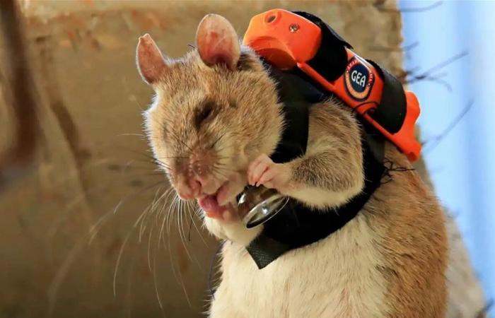 أصغر منقذ في العالم.. تركيا تطلق "جيش الفئران" للبحث عن الناجين تحت الأنقاض