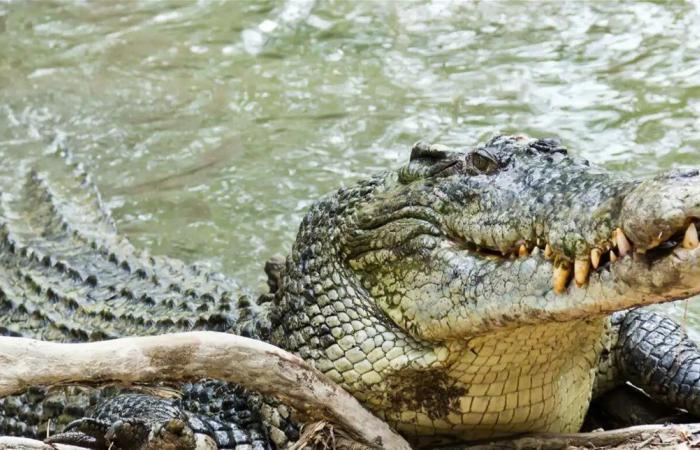 مشهد سينمائي في الغابة.. نهاية المأساوية لرجل حاصرته الأفيال والتماسيح