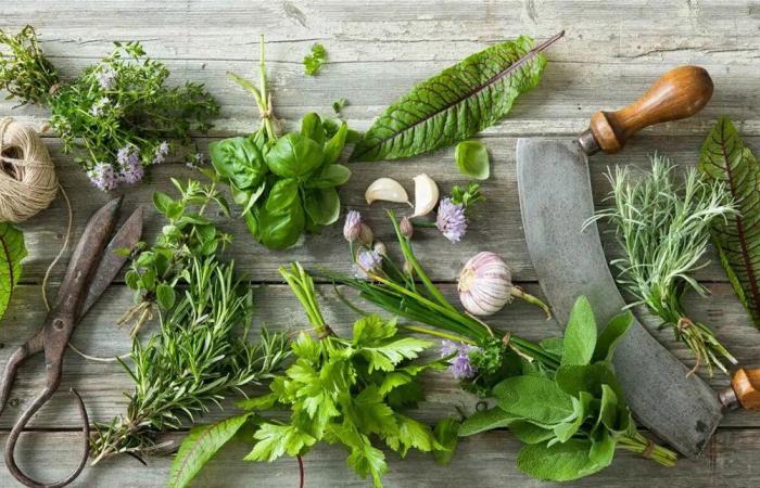 6 أعشاب شائعة قد تساعد على تحسين مستويات الكوليسترول.. تعرّف إليها