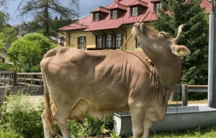 بالصور.. بقرة تستخدم الأدوات تُفاجئ العلماء