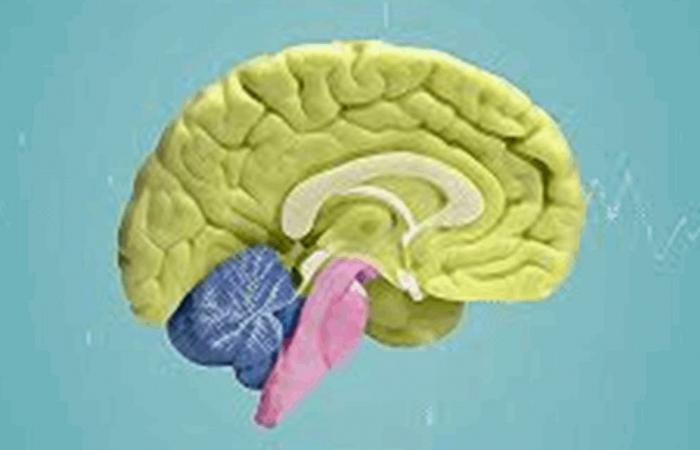 فقدان قليل من الماء يضعف دماغك… تعرف على أسرار الترطيب العميق والصحة العقلية