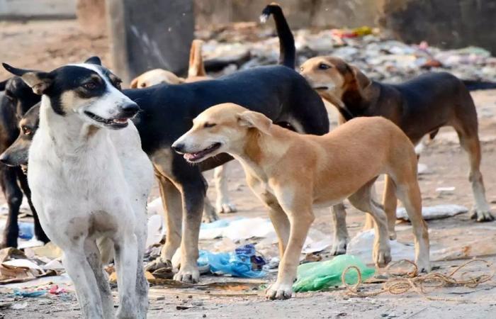 أزمة الكلاب الشاردة تعود لتهدّد صيدا
