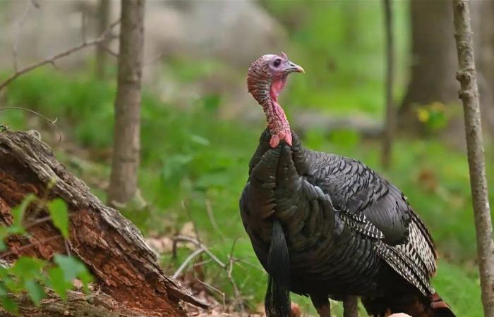 مشهد طريف في ستاتن آيلاند… ديك رومي يتحدى حركة السير