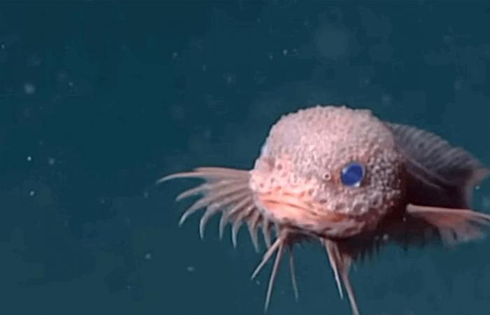 على عمق 3268 متراً.. لقطات نادرة تكشف "سمكة" جديدة (فيديو)