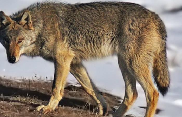 فرنسا تُوافق على إعدام 200 ذئب... ما السبب؟