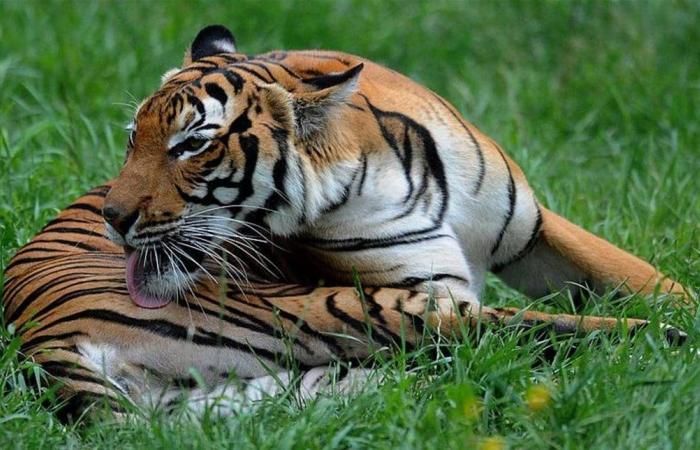 بسبب "فيروس قاتل"... نفوق 72 نمراً في تايلاند