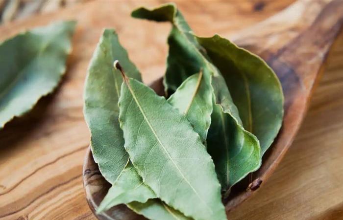 ورق الغار.. هل تناوله آمن أم مضر؟