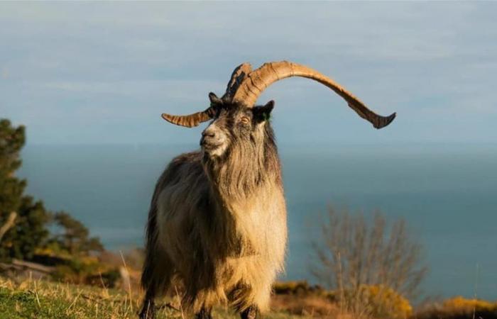 الماعز الإيرلندي القديم... صلة حية بمواشي العصر البرونزي قبل 3000 عام