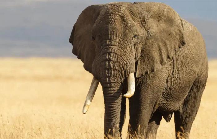 مأساة في الهند.. فيل بري يهاجم فتاة ويودي بحياتها