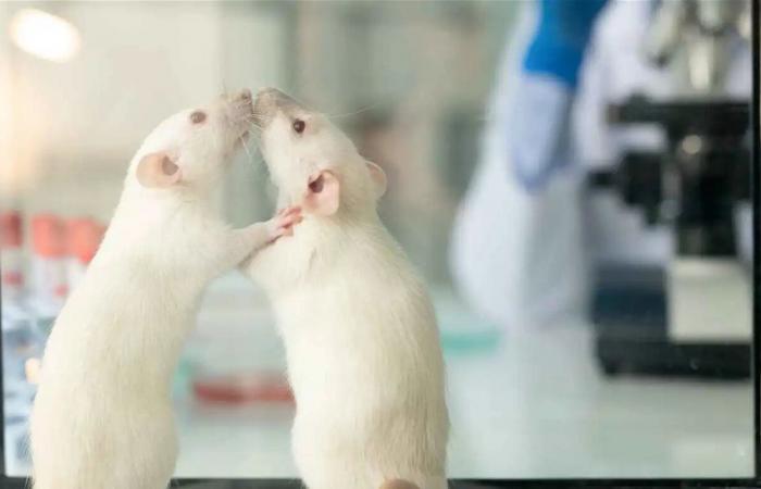 علماء ينجحون في إعادة بناء مشاهد بصرية من نشاط دماغ الفئران