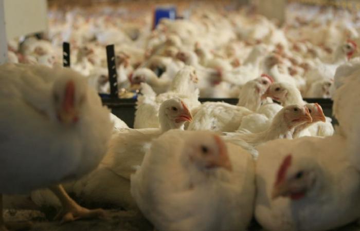 الدجاج متوافر بكميات كافية.. ماذا عن الأسعار؟