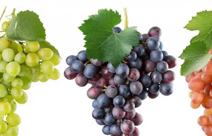 فاكهة صغيرة بتركيبة غذائية استثنائية.. هذا ما يجب ان تعرفوه عن فوائد العنب
