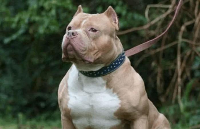 بسبب معاكسة امرأة.. كلب يفجّر مشاجرة ويُسقط 11 شخصاً