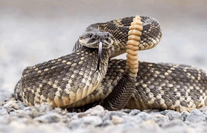 وفاة امرأة بعد خمسة أيام من تعرّضها للدغة أفعى جرسية خلال نزهة!