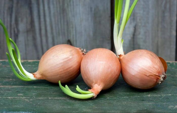 البصل عنصر أساسي في المطبخ وصديق لصحة الجسم