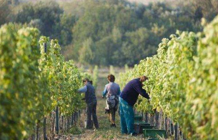 إتحاد نقابات المزارعين: حماية المزارعين مسؤولية وطنية ملحّة