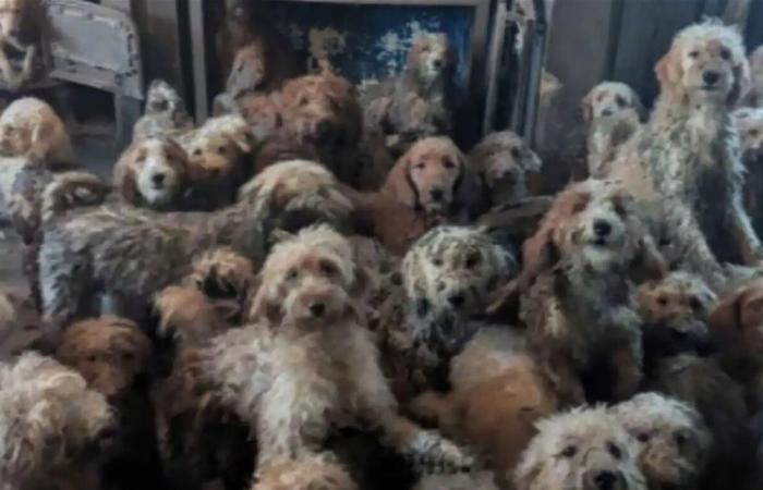 إنقاذ 250 كلباً من ظروف مأساوية في نوتنغهام