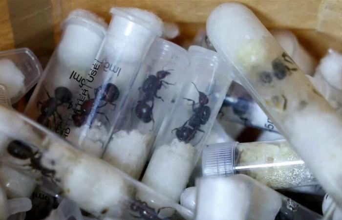 ضبط تهريب 2000 نملة يفضح شبكة تهريب جديدة!