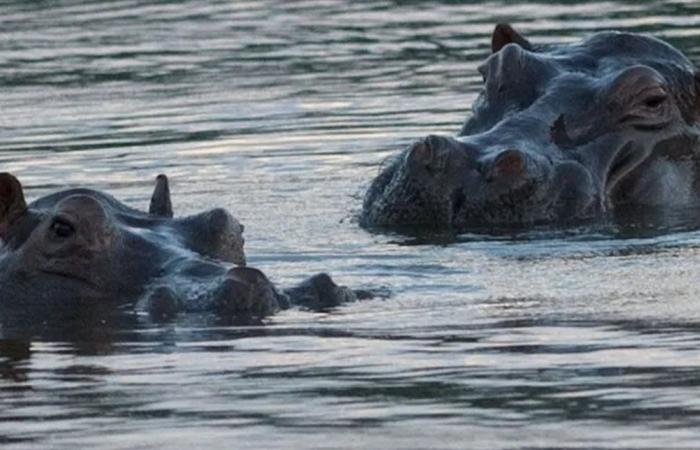 في كولومبيا...أفراس النهر أمام الإعدام