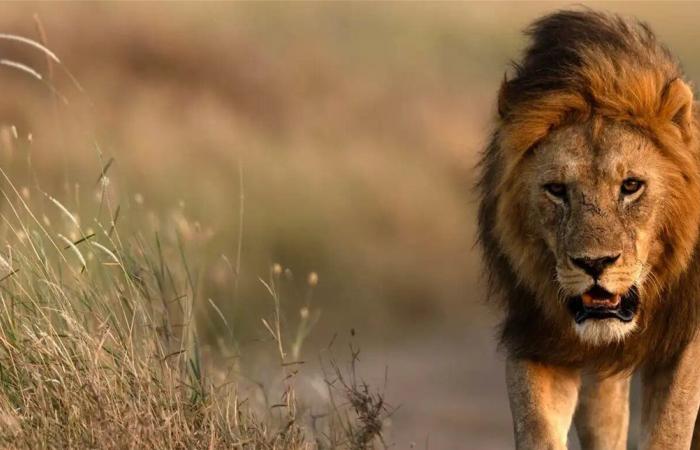 عملية إنقاذ ناجحة لأسد عالق في بئر بمنطقة أونا