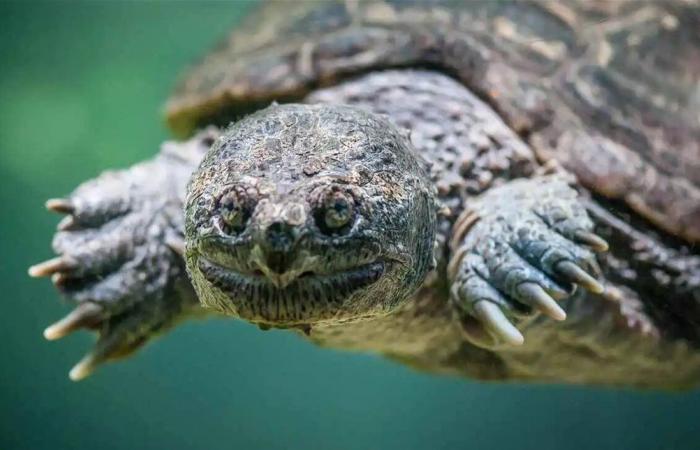 بالصور... إنقاذ سلحفاة بحرية نادرة!