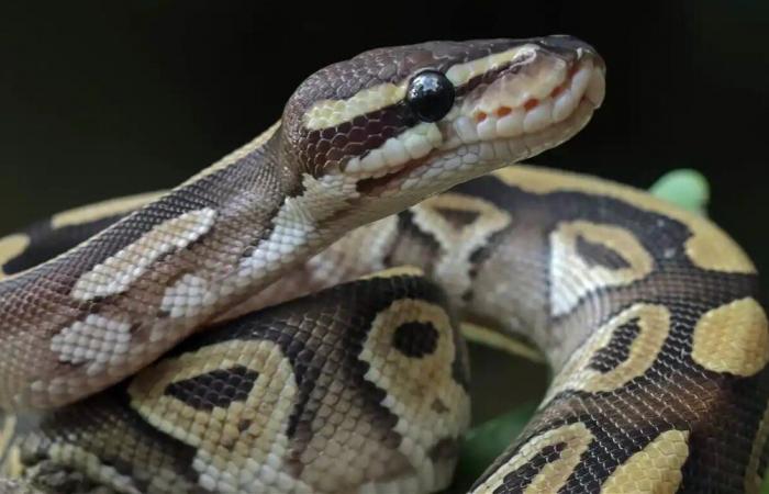 العلم يُجيب.. لماذا تلد بعض الثعابين صغارها؟