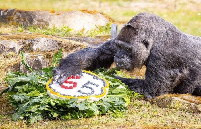 بالصورة... أكبر غوريلا بالعالم تحتفل بعيد ميلادها الـ69 في برلين