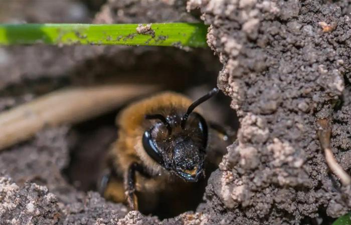 مدينة خفية تحت القبور.. اكتشاف 5.5 مليون نحلة في مقبرة بنيويورك
