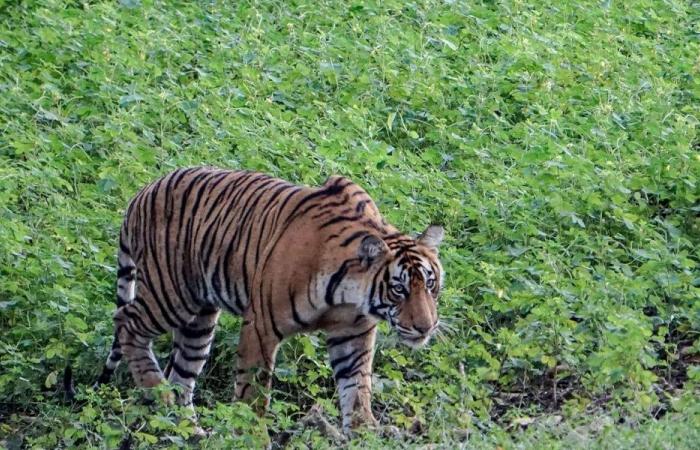 بهجوم مباغت… نمر يقتل طفلا في الهند