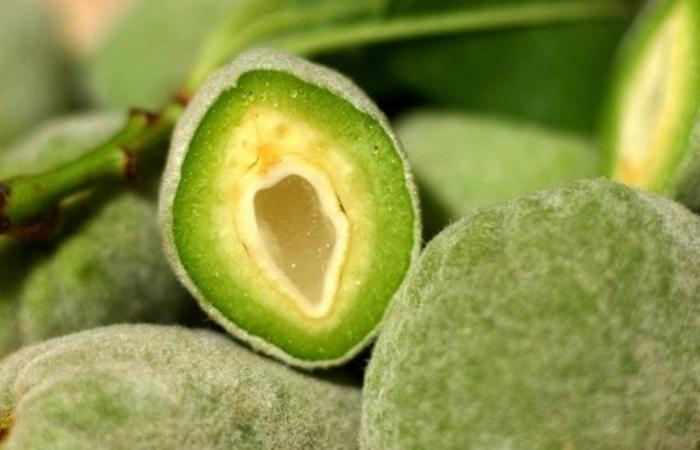 لمحبي اللوز الأخضر.. فوائد قد لا تعرفونها