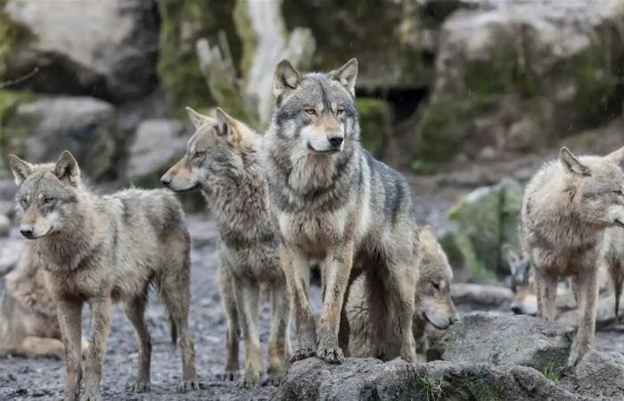 تحدت الإشعاعات.. كيف طورت ذئاب "تشيرنوبيل" نظاماً مناعياً خارقاً؟