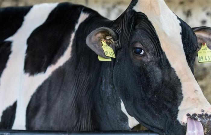 مسنّة لَقِيَت حتفها وزوجها أُصيب بجروحٍ خطيرة... أبقار هاجمتهما!