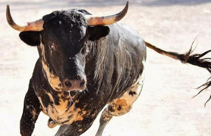 تسبب بإصابة عدد من المواطنين.. ثور هائج يُثير فوضى ويعطل حركة السير في أحد الشوارع (فيديو)