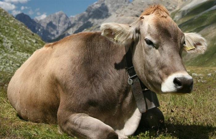 نفوق 150 بقرة بمرض غامض.. والسلطات تحذر من اللحوم الملوثة
