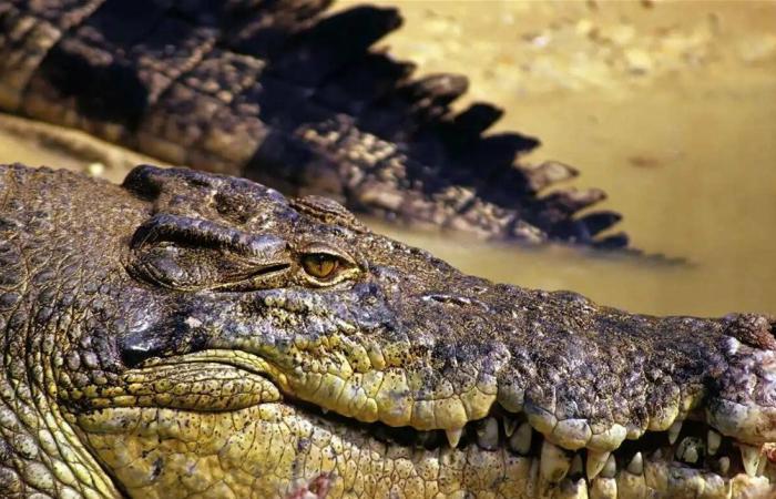 رصد تمساح في قرية مصرية يعيد الجدل حول انتشار الزواحف