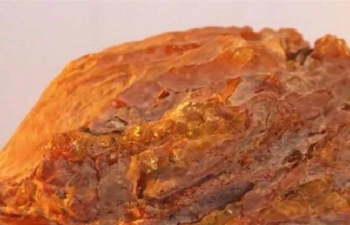 في روسيا... إكتشاف نادر جدّاً عمره 40 مليون سنة