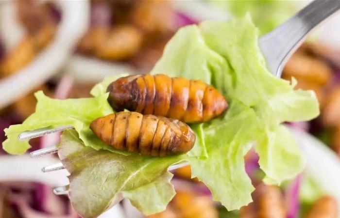 لماذا نرفض تناول الحشرات رغم فوائدها؟