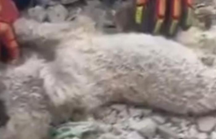 بالفيديو... إنقاذ كلب ظّل شهراً تحت أنقاض مبنى دمّره زلزالا فنزويلا