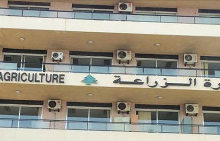 نفوق أسماك صغيرة على بعض الشواطئ… و”الزراعة” توضح