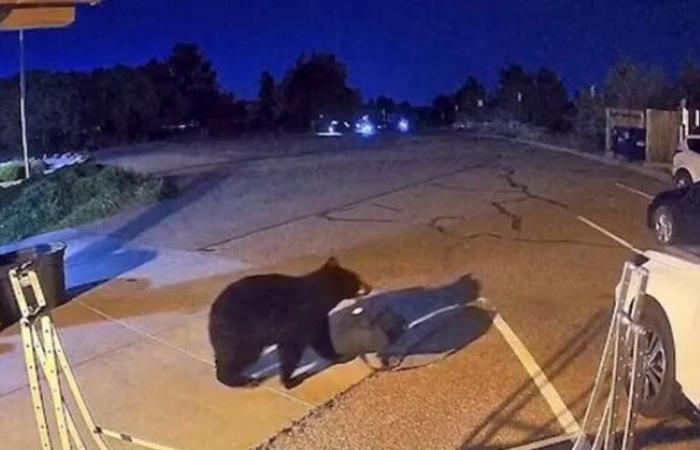 بالفيديو...الجفاف يدفع آلاف الدببة لغزو المدن الأميركية