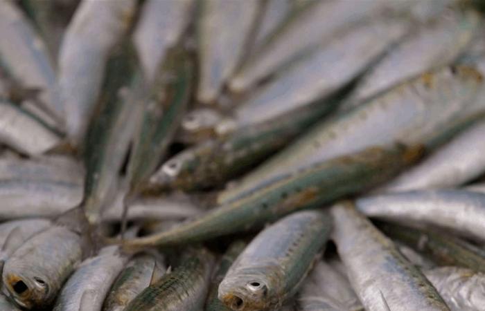 نفوق جماعي للسردين.. فيروس غامض يربك العلماء