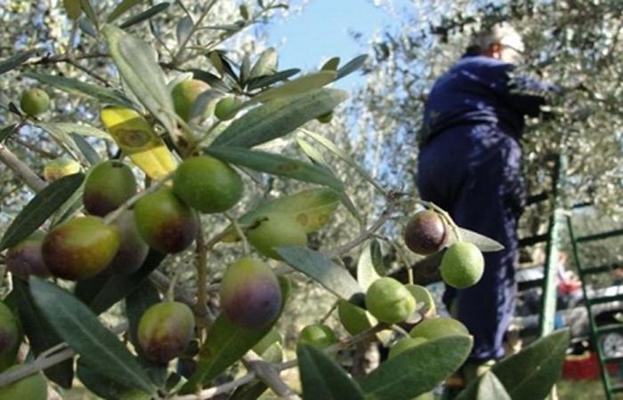 نقابات المزارعين تطالب بفتح طريق أراضي الزيتون في تولين